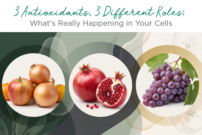 Three circular photo panels on a green and cream abstract background showing an apple with onions, a whole and halved pomegranate, and a cluster of purple grapes, representing quercetin, pomegranate, and OPC antioxidant sources