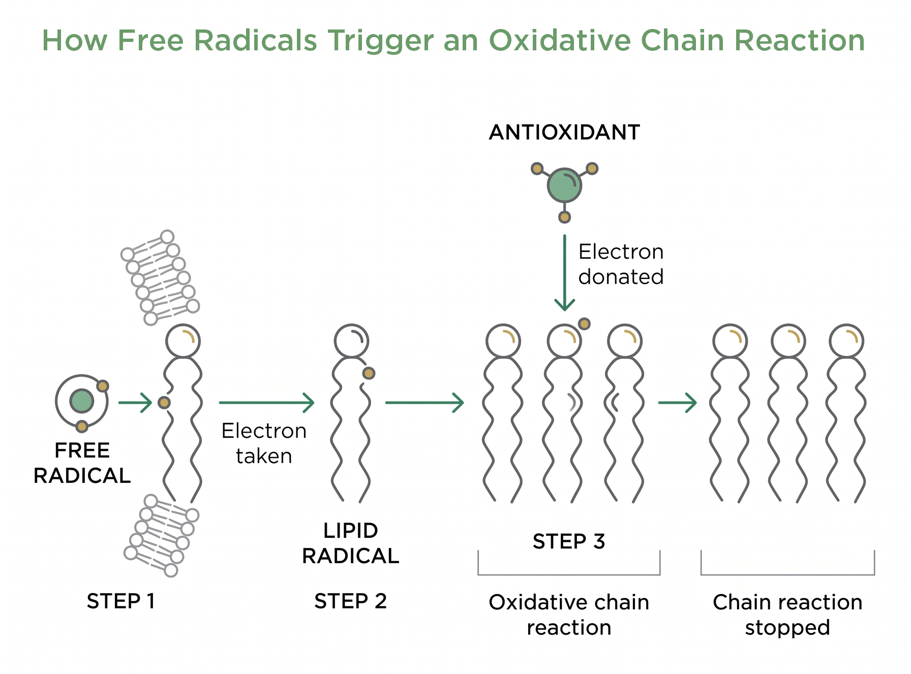 Diagram titled "How Free Radicals Trigger an Oxidative Chain Reaction" showing a free radical stealing an electron from a lipid molecule, the resulting chain reaction spreading to neighboring lipids, and an antioxidant donating an electron to stop the reaction
